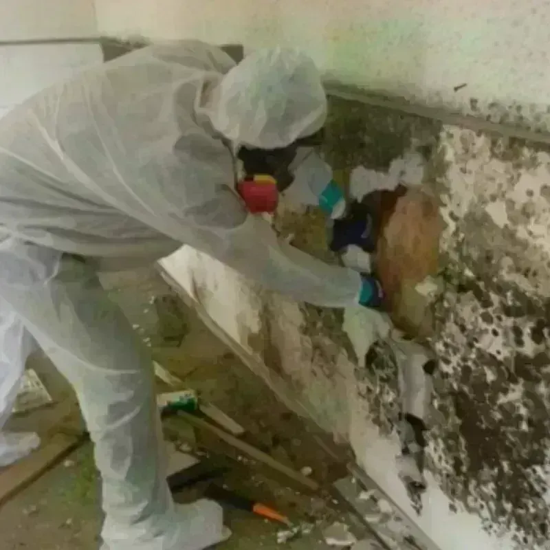 Mold Remediation and Removal in Lebanon, VA